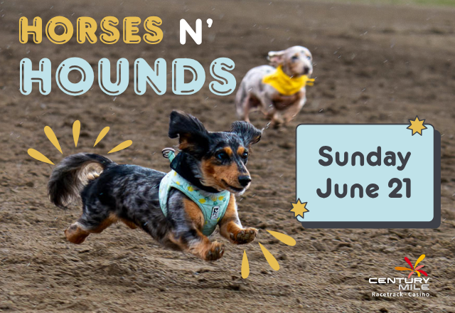 Horses N' Hounds